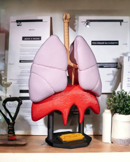Sistemul Respirator