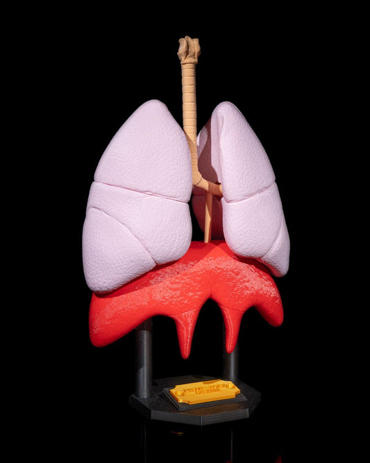 Sistemul Respirator