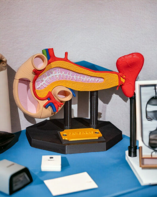 Pancreasul