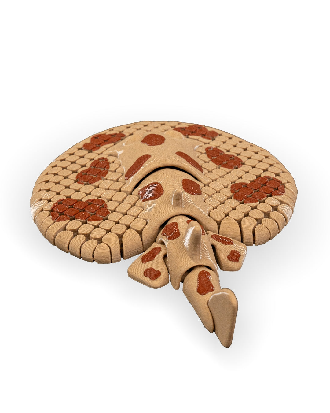 Lexi, Pisica de Mare Electrică