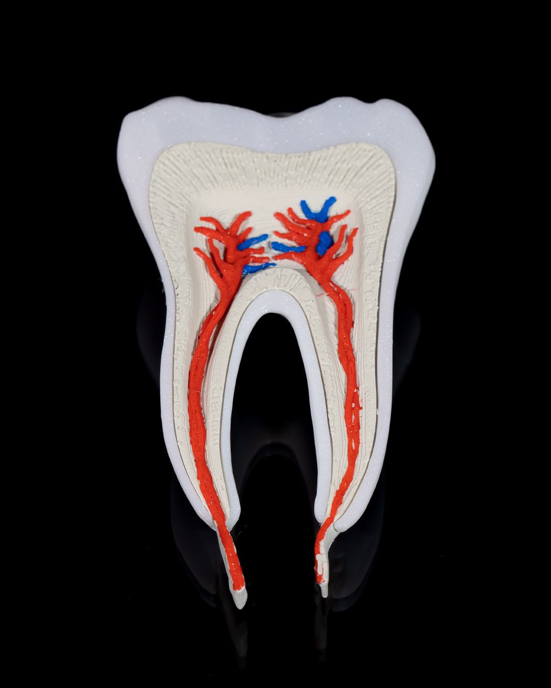 Dinte Premolar Sănătos