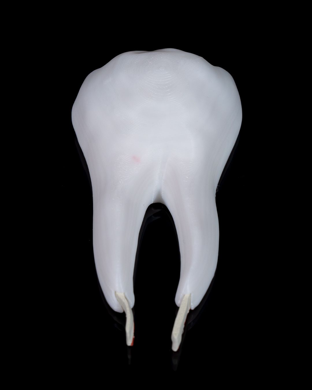Dinte Premolar Sănătos
