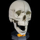Craniul