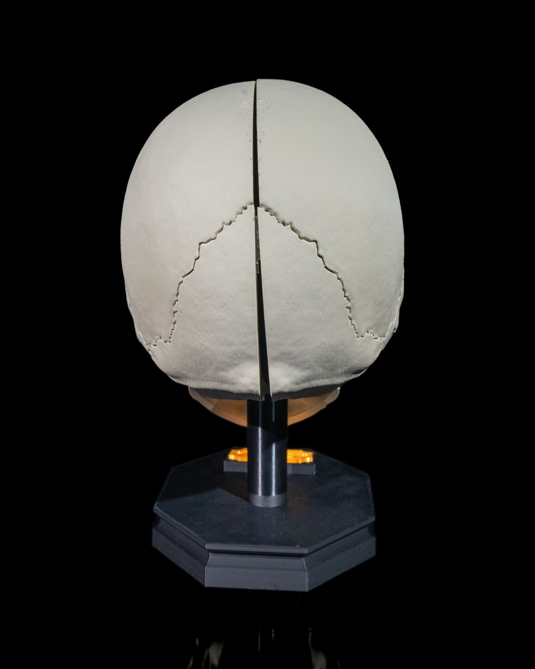 Craniul
