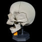 Craniul
