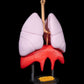 Sistemul Respirator