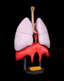 Sistemul Respirator