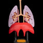 Sistemul Respirator