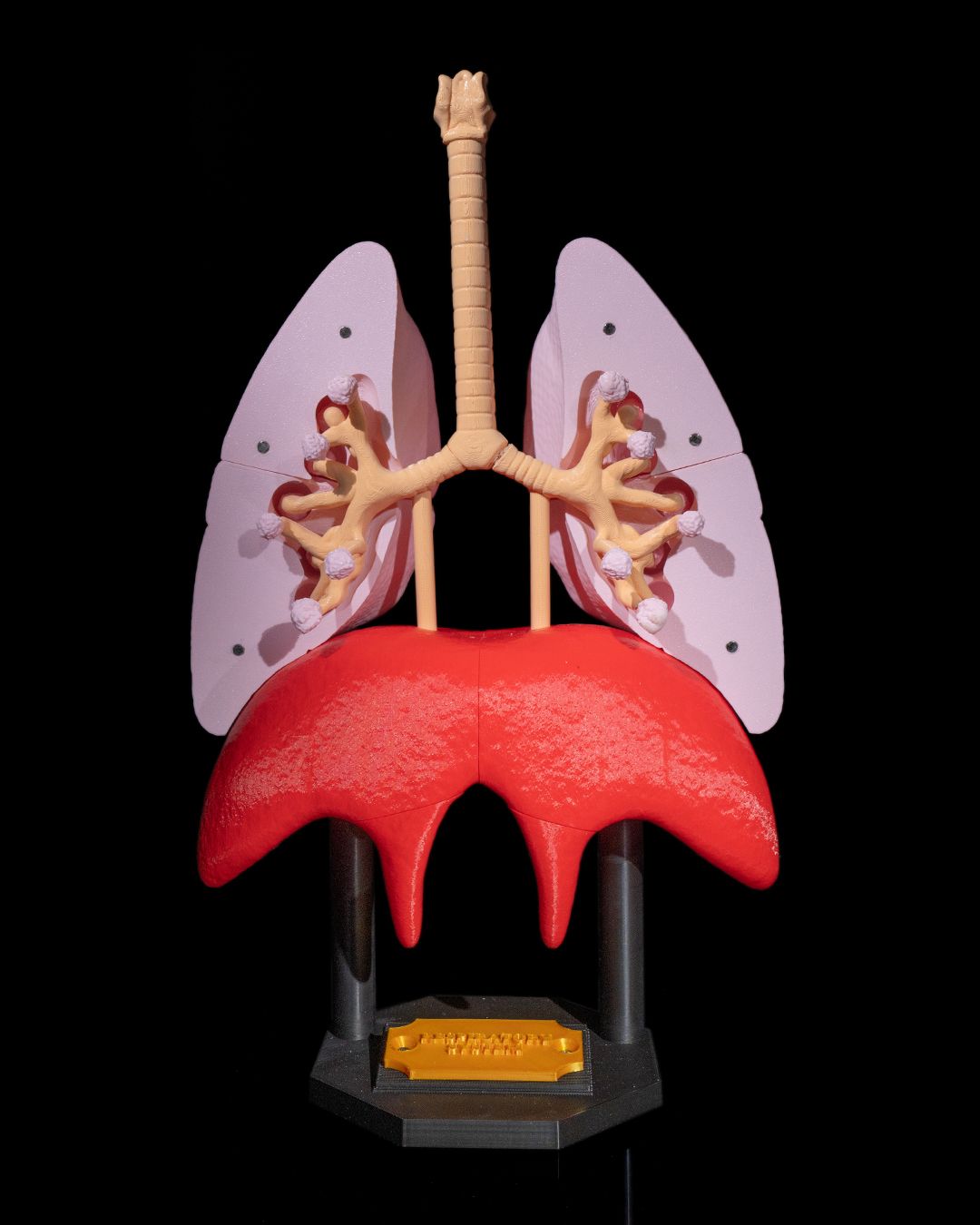 Sistemul Respirator