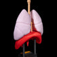 Sistemul Respirator