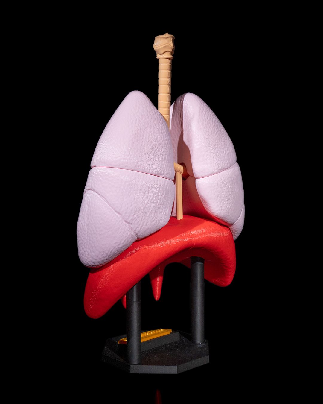 Sistemul Respirator
