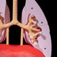 Sistemul Respirator