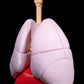 Sistemul Respirator