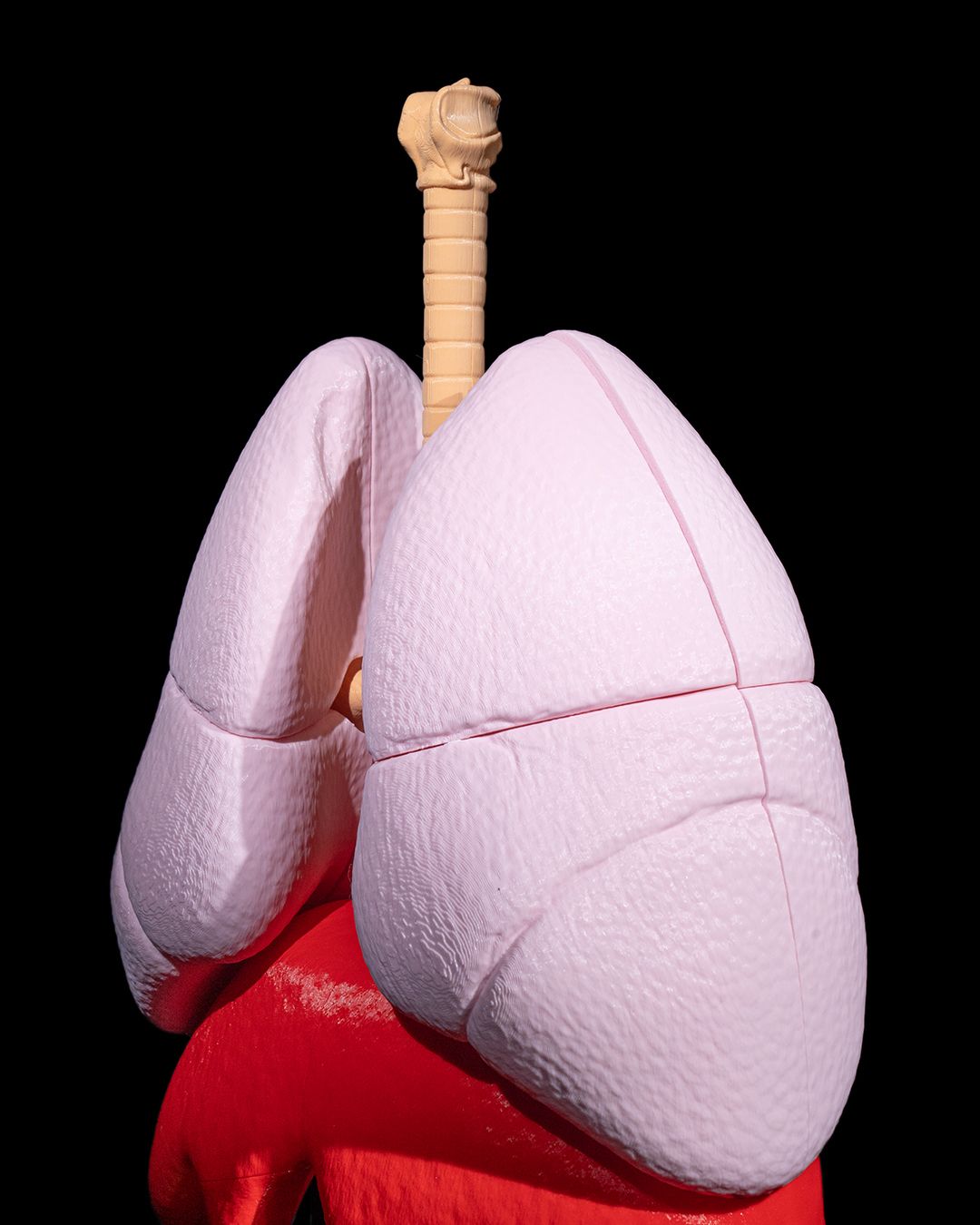 Sistemul Respirator