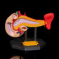 Pancreasul
