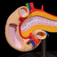 Pancreasul