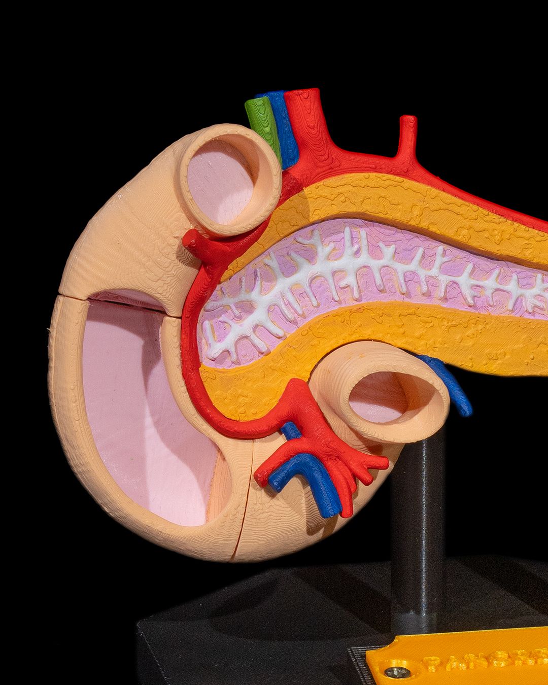 Pancreasul