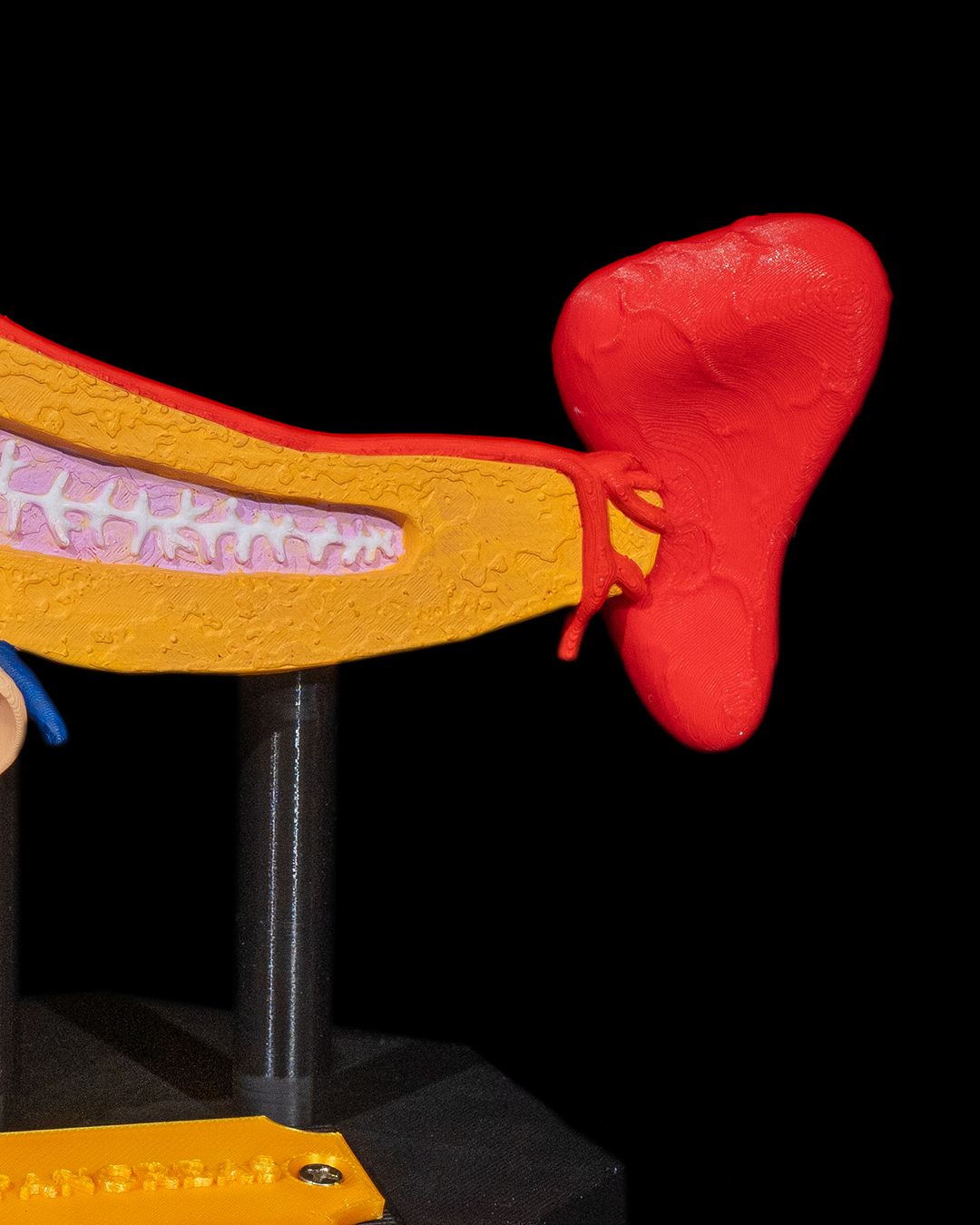 Pancreasul