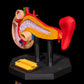 Pancreasul