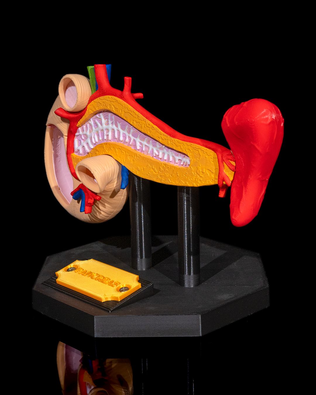 Pancreasul