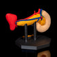 Pancreasul
