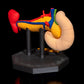 Pancreasul