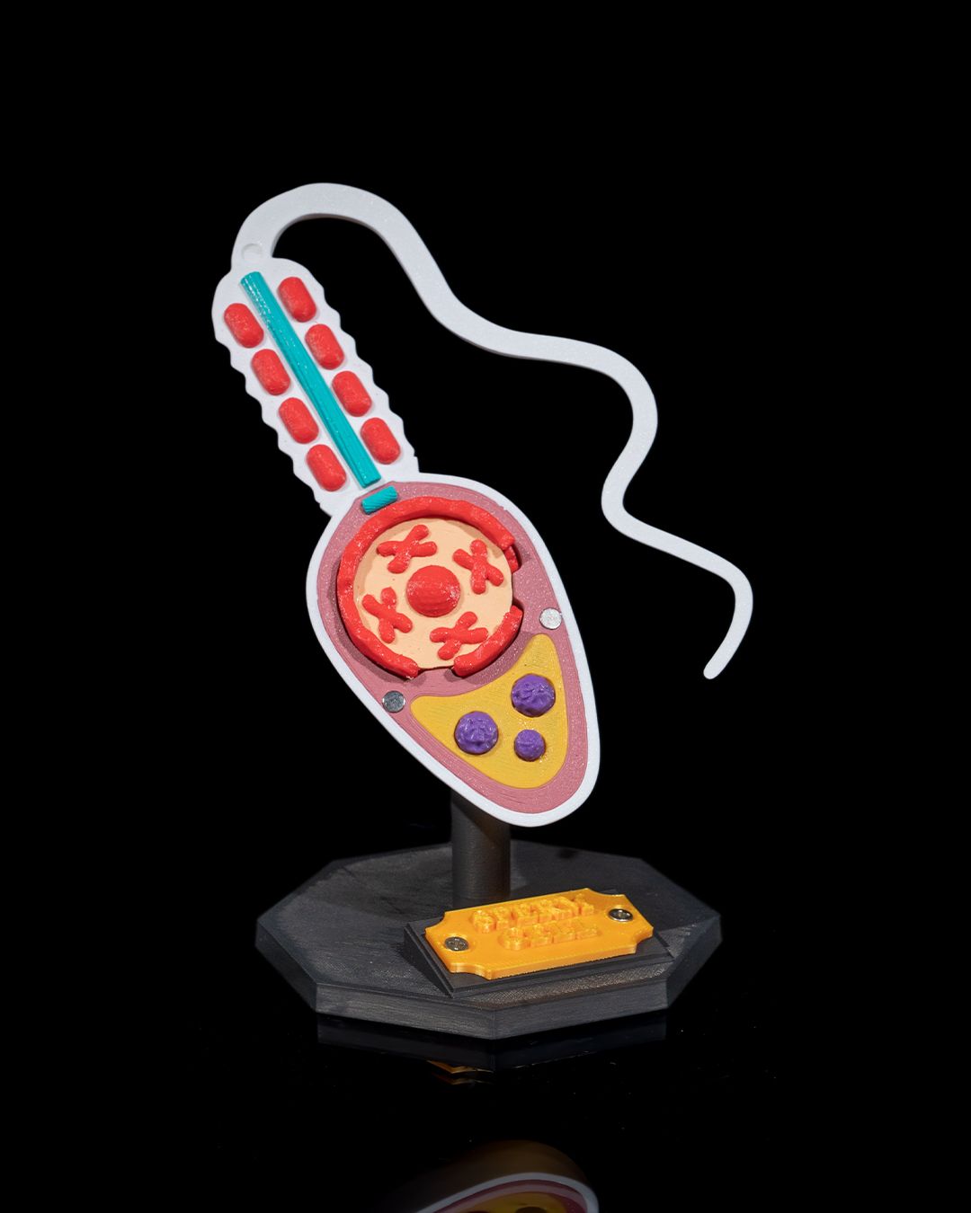 Spermatozoidul