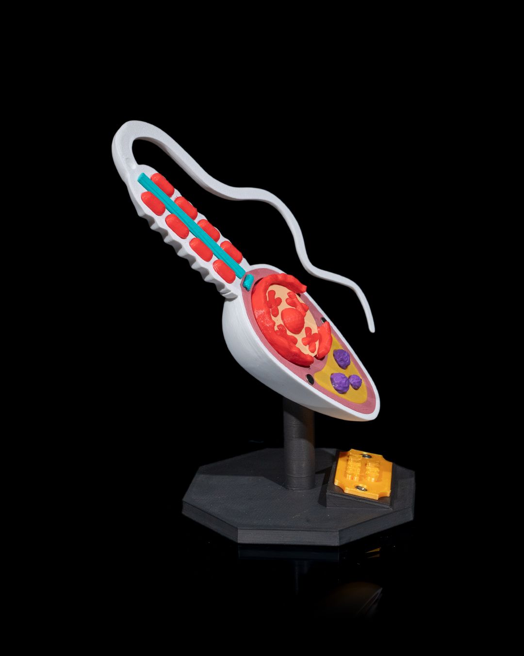 Spermatozoidul