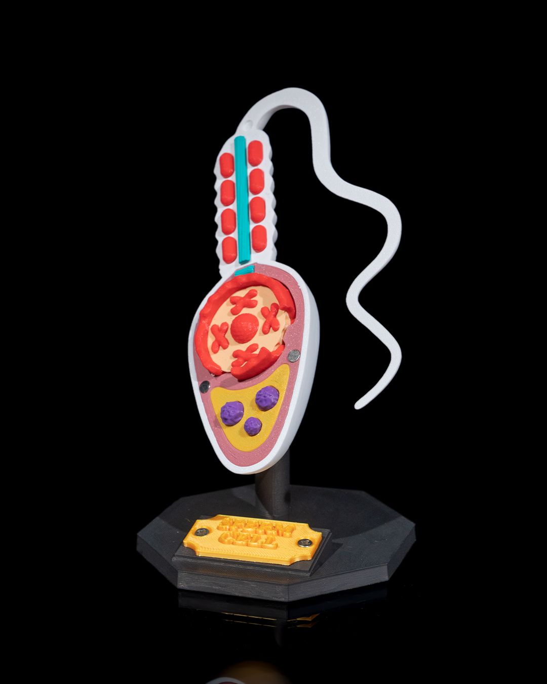 Spermatozoidul