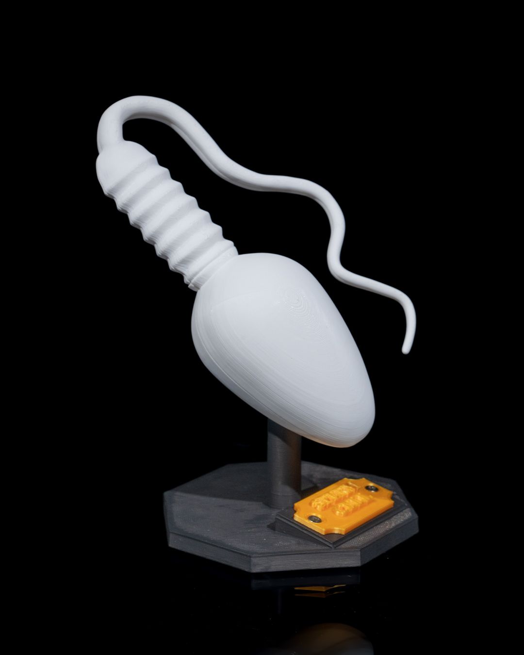 Spermatozoidul