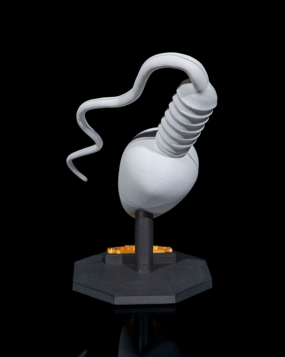Spermatozoidul