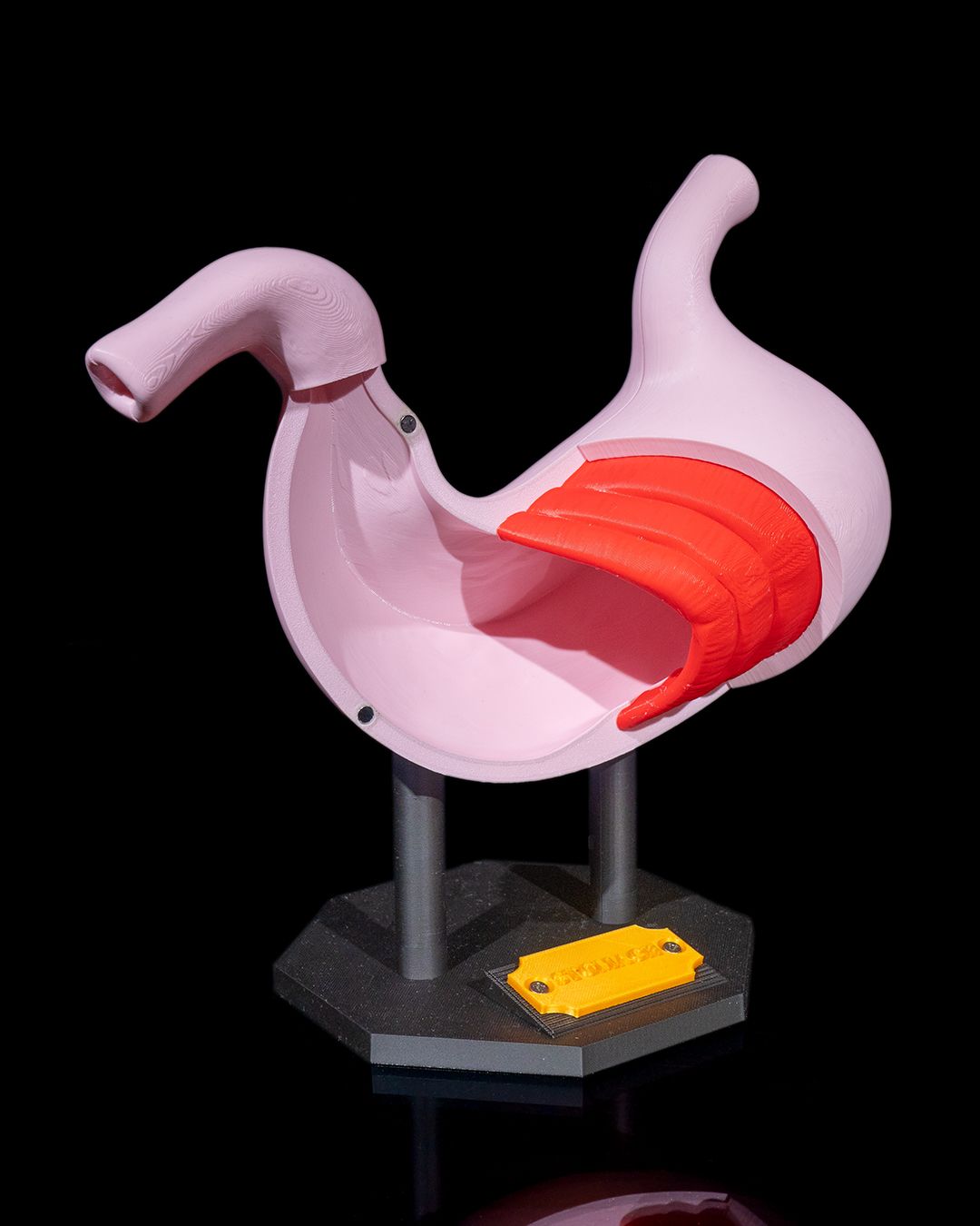 Stomacul