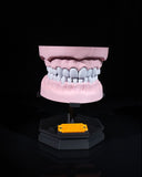 Arcadă Dentară