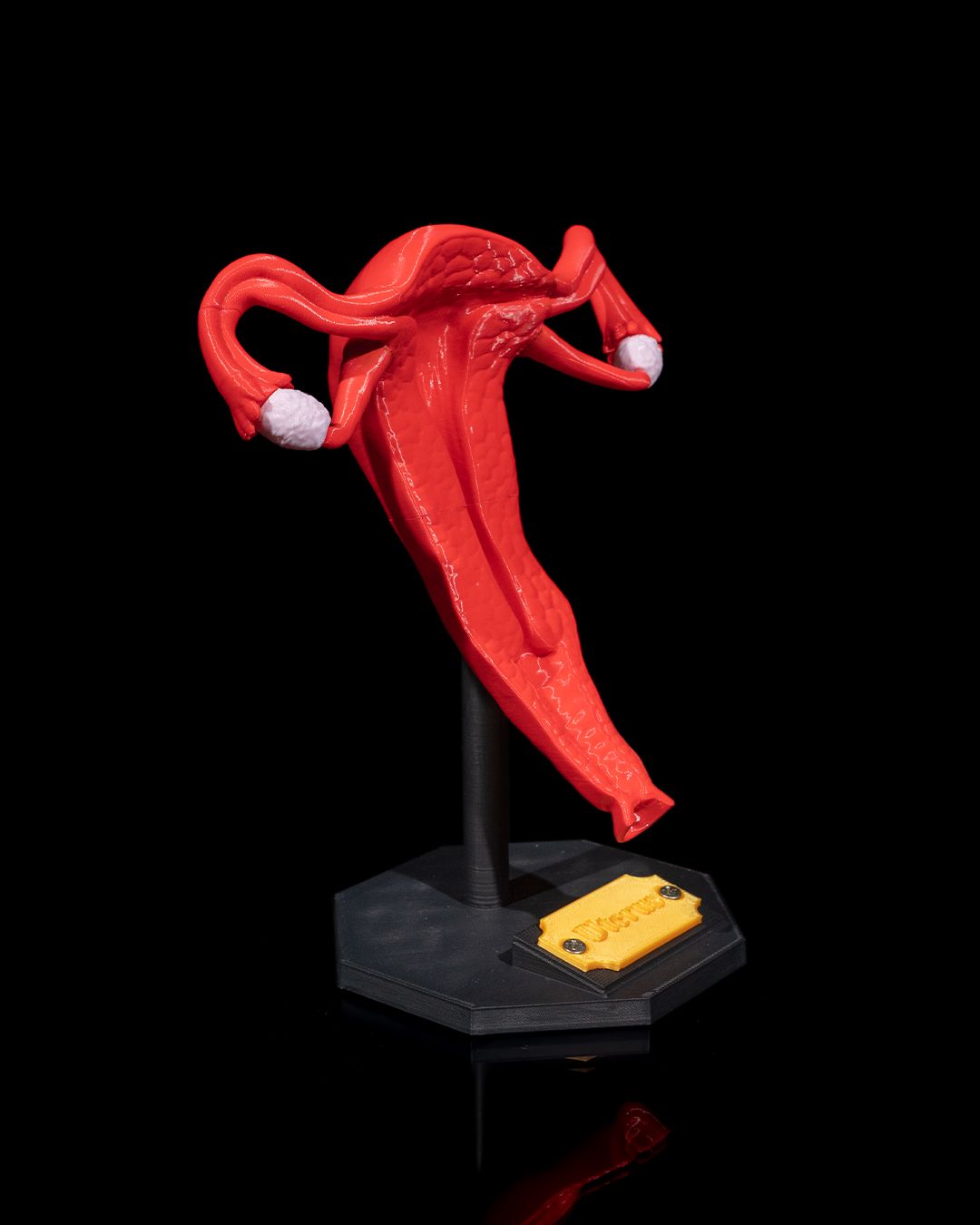 Uterul