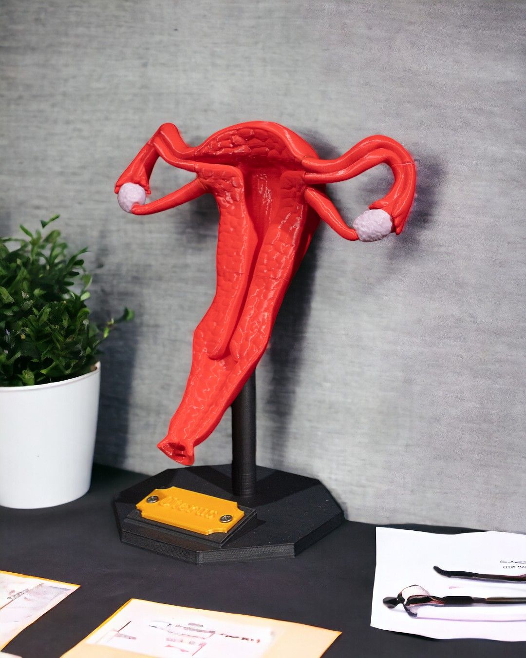 Uterul