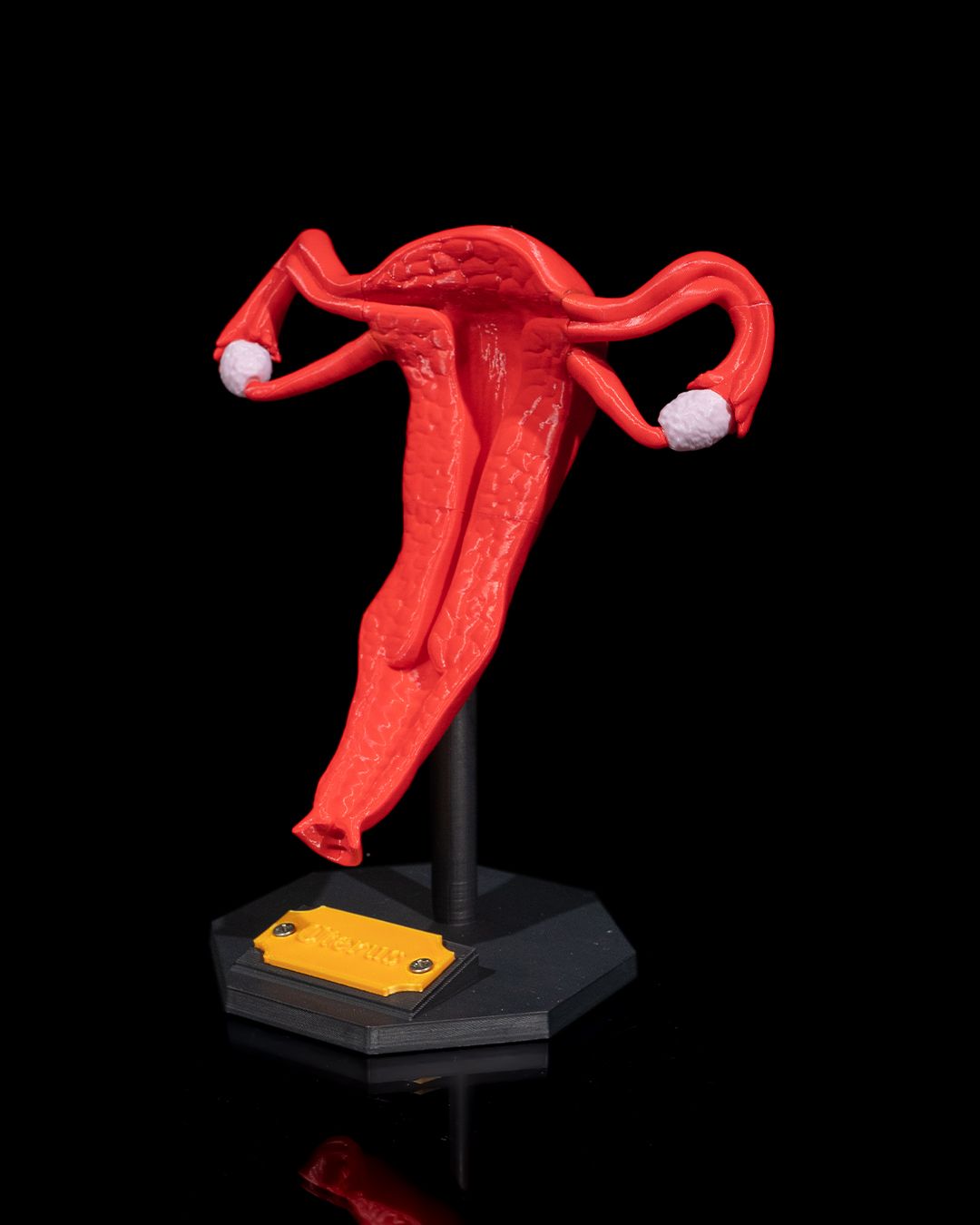 Uterul